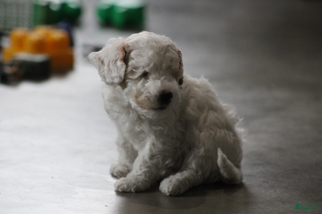 Cavapoo dogs for sale: Darla (Special Needs) - Ad 8