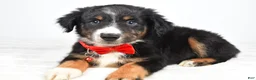 Miniature Australian Shepherd dogs for sale: Finch - Ad 5