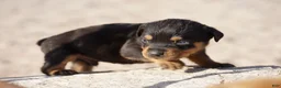Rottweiler dogs for sale: Rott M1 - Ad 4