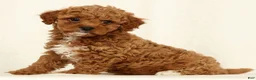 Cavapoo dogs for sale: Hendrick - Ad 9