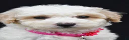 Miniature Poodle dogs for sale: Alice  - Ad 7