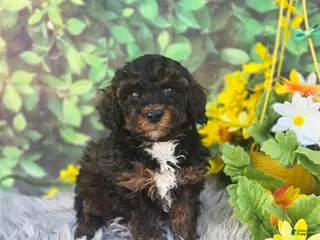 Cavapoo dogs Trinket - Ad 40