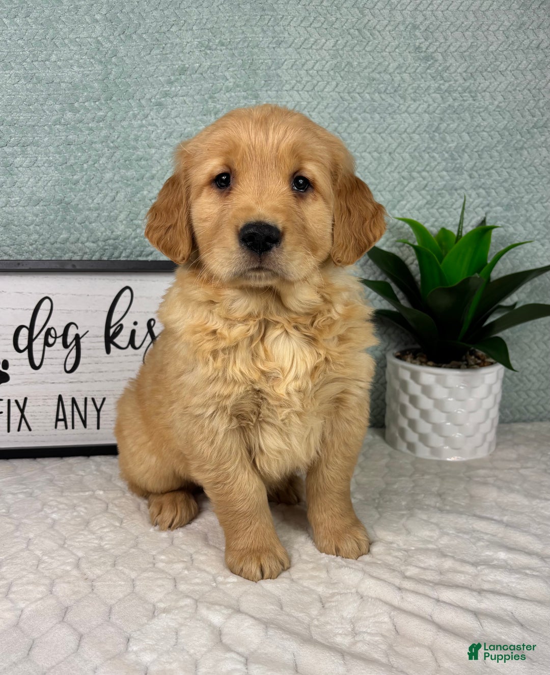 Golden Retriever dogs for sale: Greyson - Ad 4