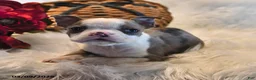 Boston Terrier dogs for sale: Paris - Ad 4