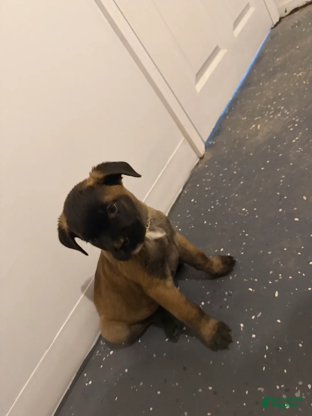 Cane Corso dogs for sale: Koby - Ad 3