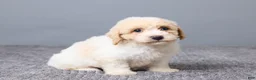 Bichpoo dogs for sale: Kenny - Ad 3