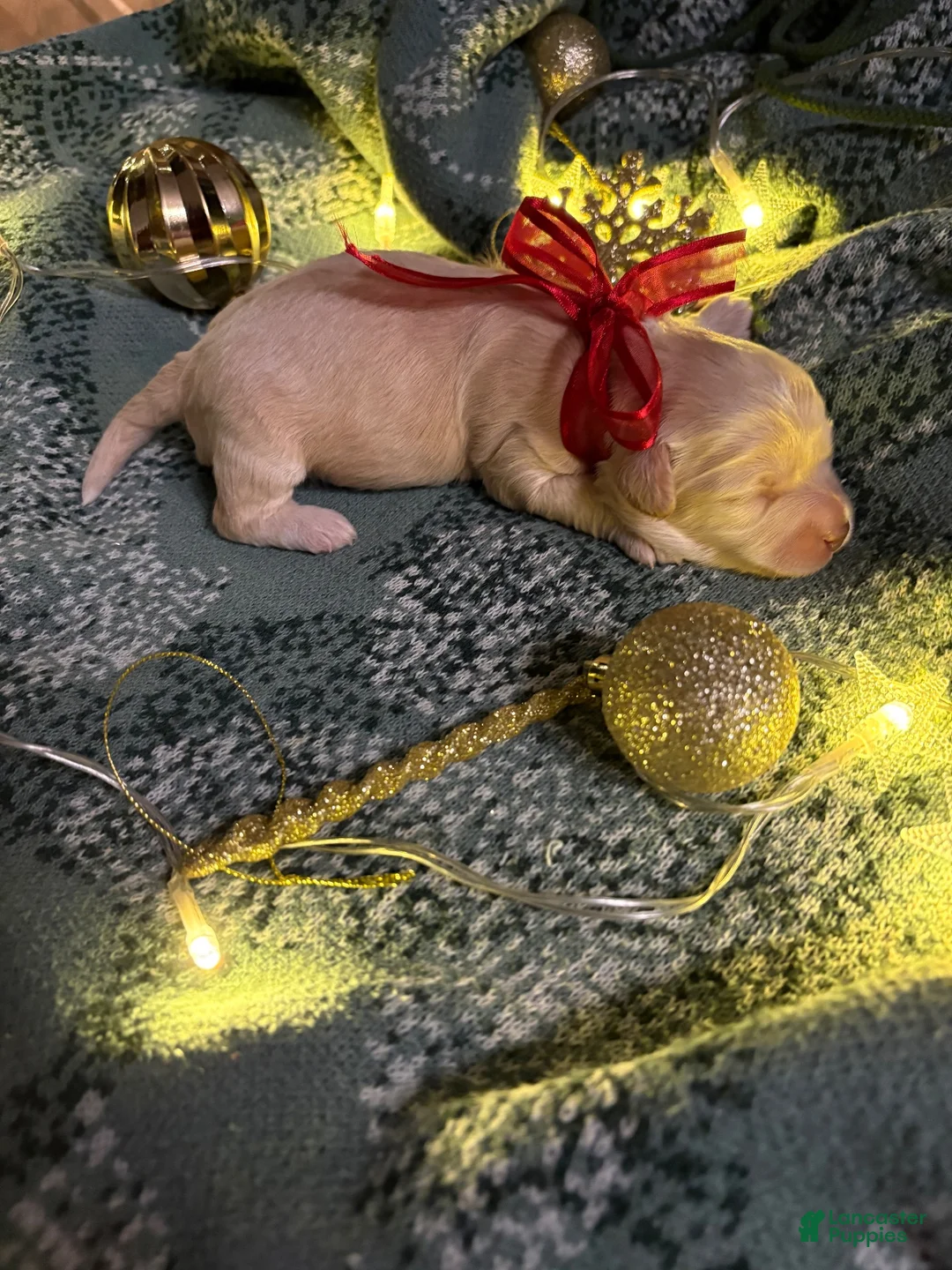 Cockapoo dogs for sale: Harlow  - Ad 5