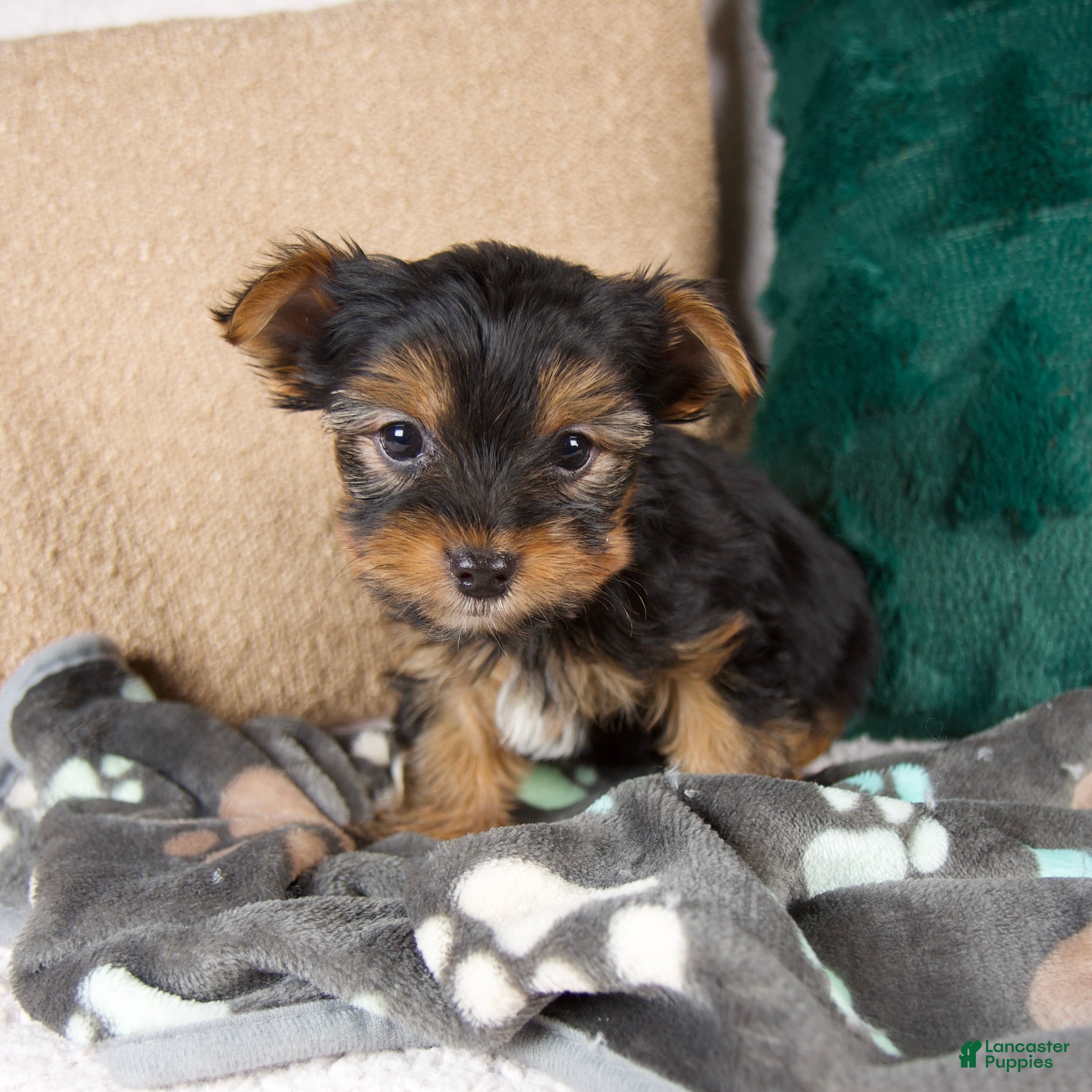 Yorkshire Terrier dogs Lance - Ad 2