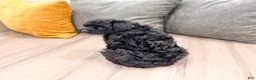 Yorkiepoo dogs for sale: Tisha - Ad 5