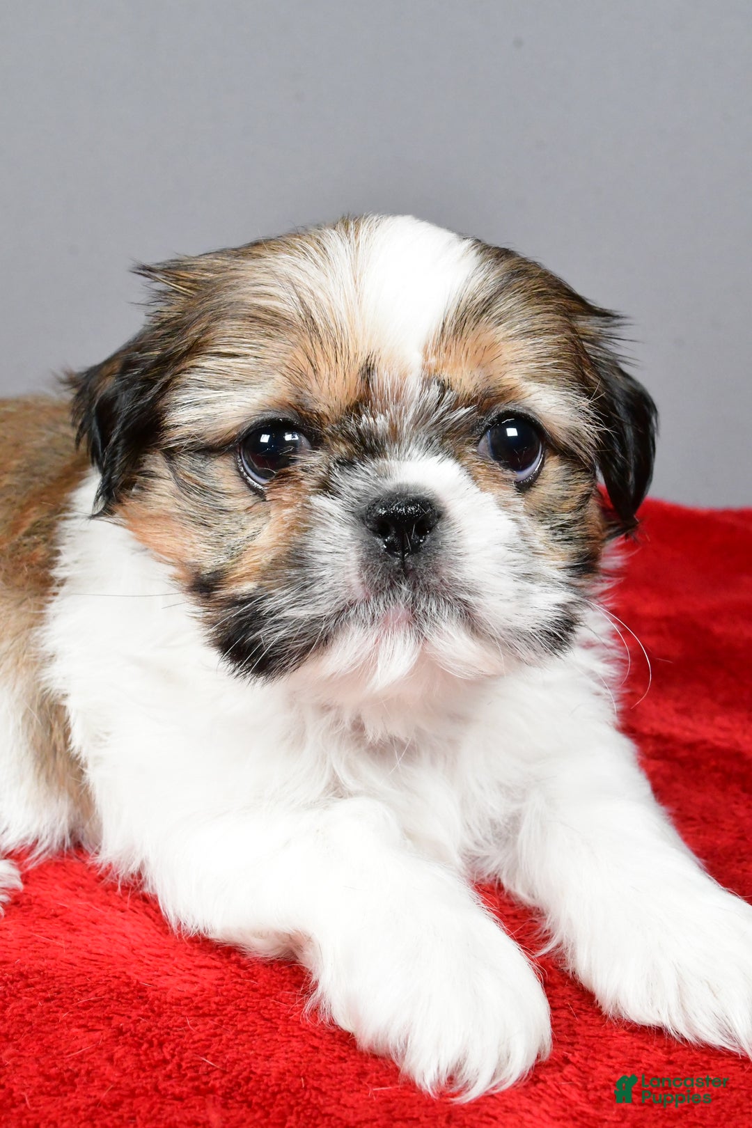 Shih Tzu dogs for sale: Noel - Ad 11