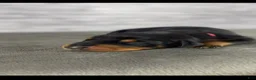 Doberman Pinscher dogs for sale: Phantom's The Generator "VJ edgecombe" European - Ad 3