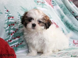 Shih Tzu dogs - Ad 24