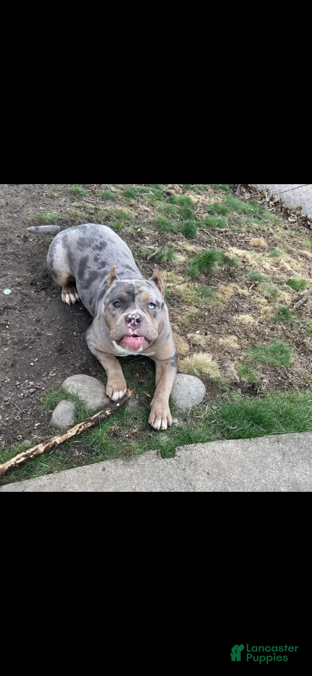 American Bully dogs for sale: American Bully Puppy 1 - Ad 2