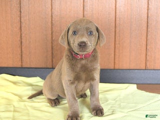 Labrador Retriever dogs - Ad 27