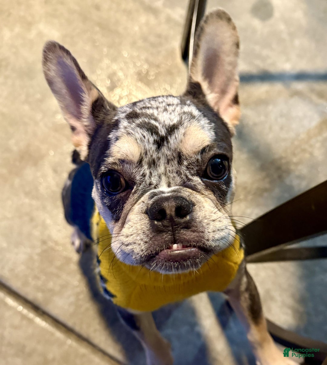 French Bulldog dogs for sale: Neptune - Ad 4