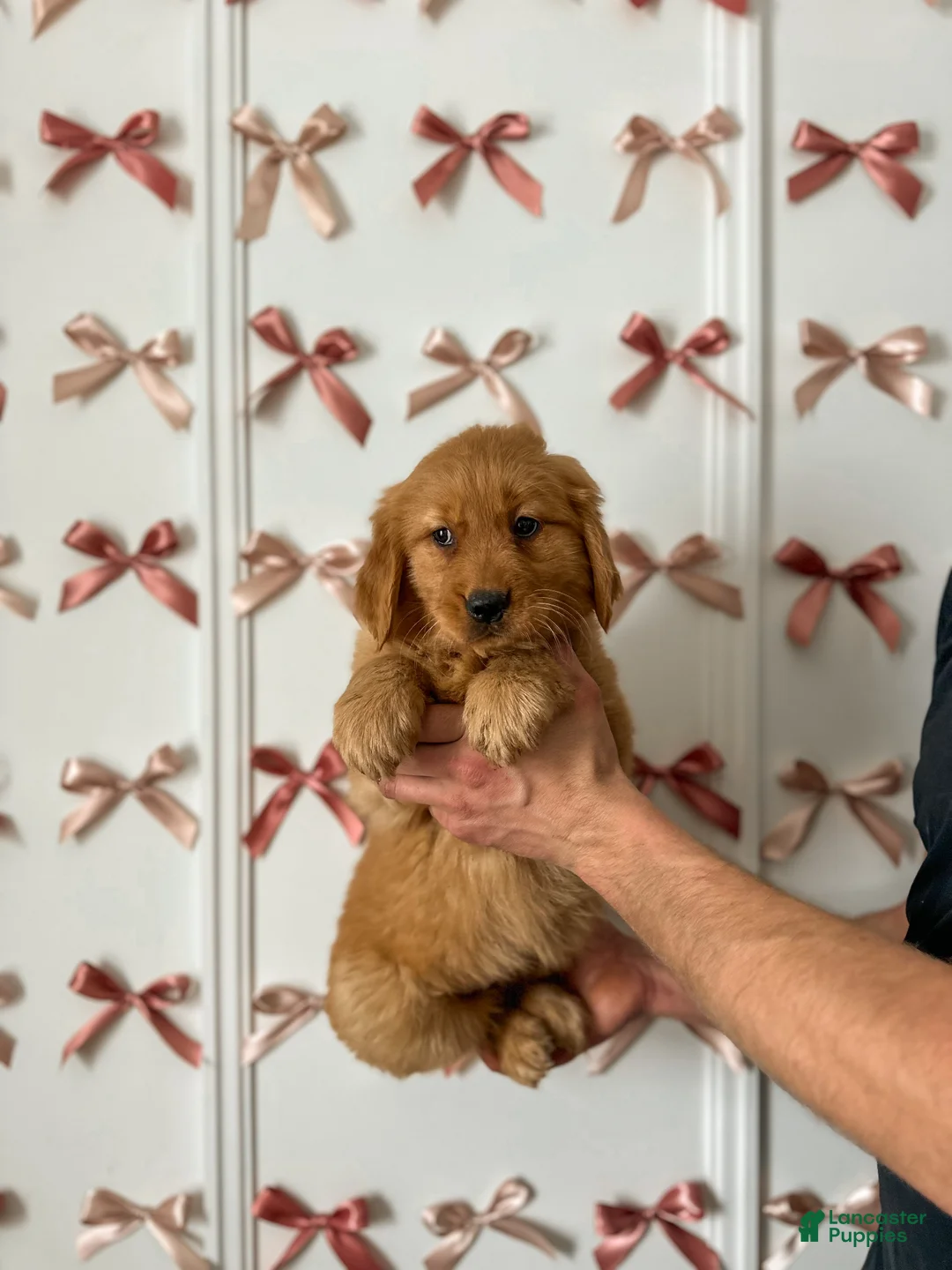 Golden Retriever dogs for sale: Ruby - Ad 6