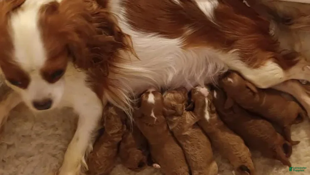 Cavapoo dogs for sale: Jayson - Ad 2