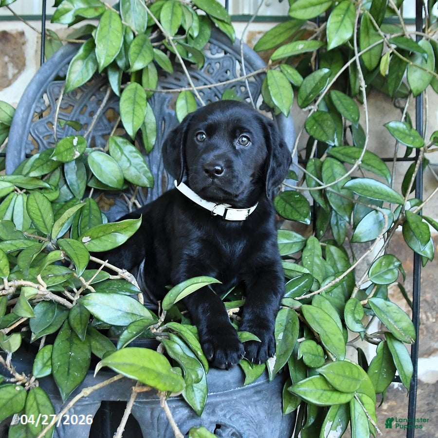 Labrador Retriever dogs Maya - Ad 1