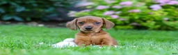 Miniature Dachshund dogs for sale: Alex - Ad 8