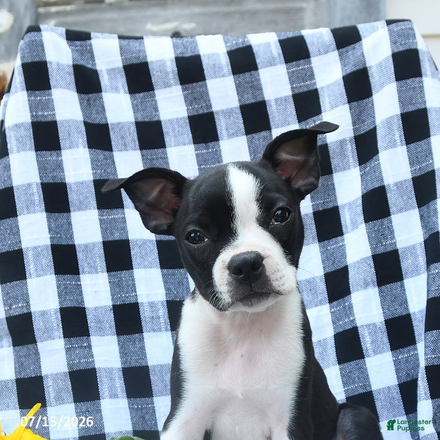 Boston Terrier dogs Zandah - Ad 2
