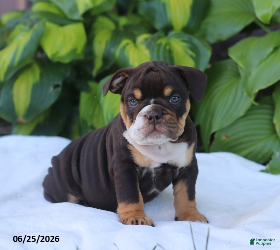 English Bulldog dogs Rosie - Ad 1