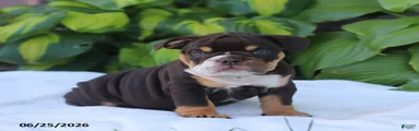 Rosie