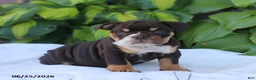 English Bulldog dogs for sale: Rosie - Ad 1
