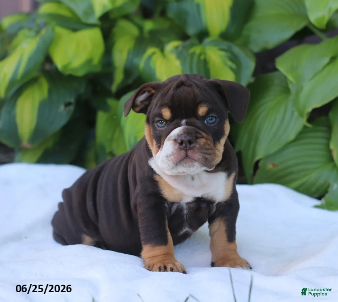 English Bulldog dogs for sale: Rosie - Ad 1