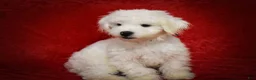 Maltese dogs for sale: Baxter 🐶 - Ad 15