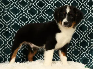 Mini Aussiedoodle dogs Lonnie - Ad 1