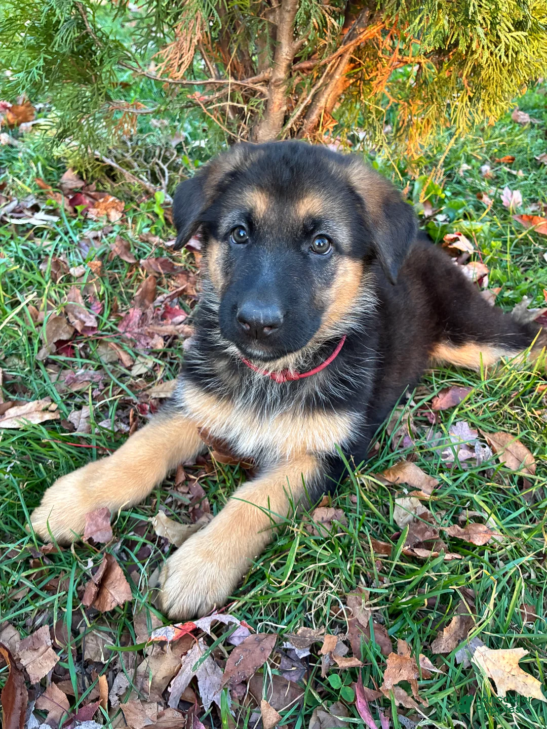 German Shepherd dogs for sale: Independence “Indy” - Ad 2