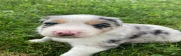 Australian Shepherd dogs for sale: Wolfie  - Ad 6