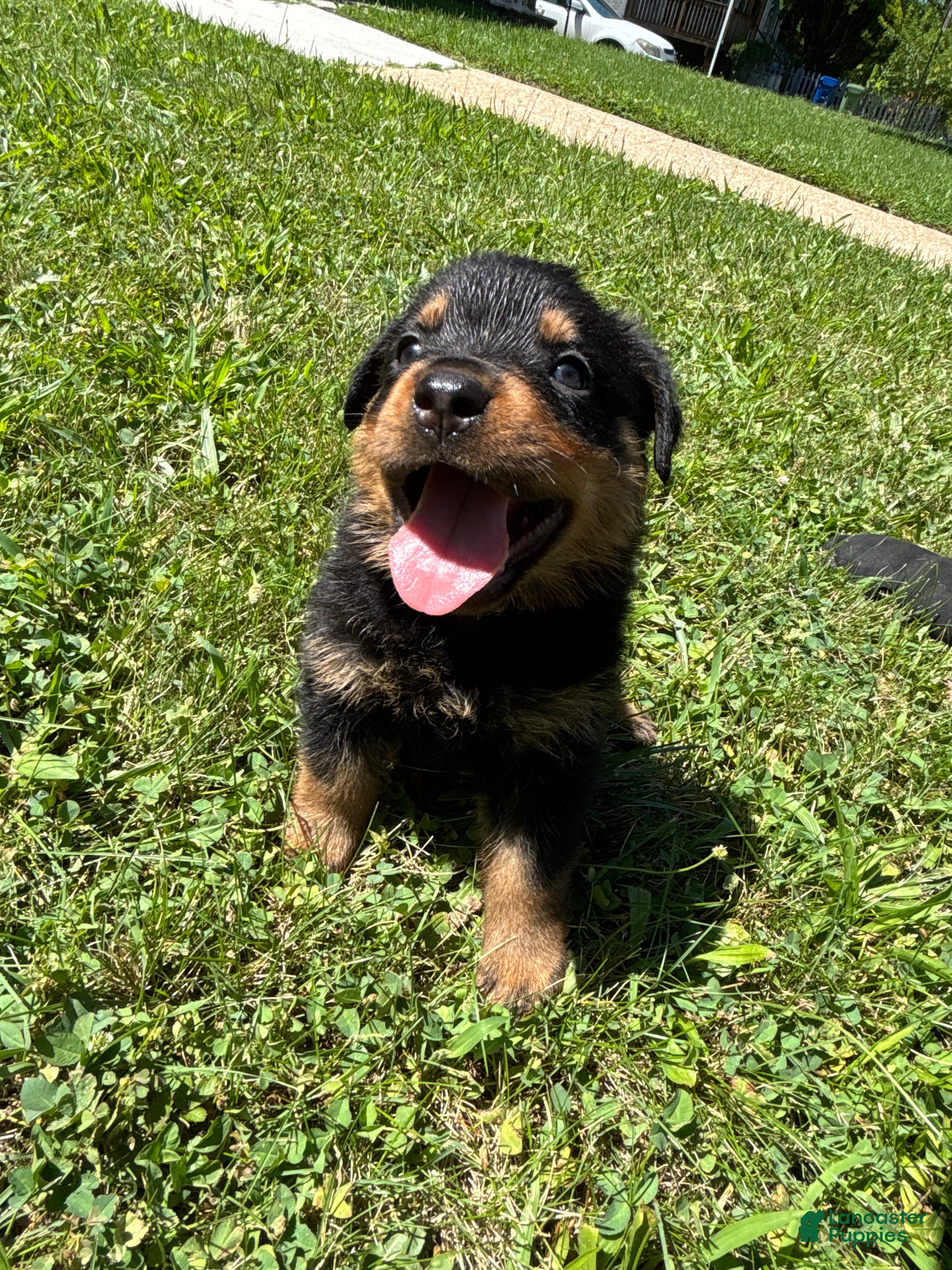Rottweiler dogs Rottweiler 5 - Ad 4
