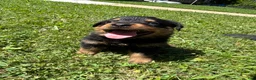 Rottweiler dogs for sale: Rottweiler 5 - Ad 1