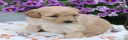 Mini Goldendoodle dogs for sale: Fluffy - Ad 3