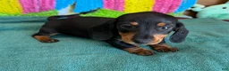 Miniature Dachshund dogs for sale: Olive - Ad 2