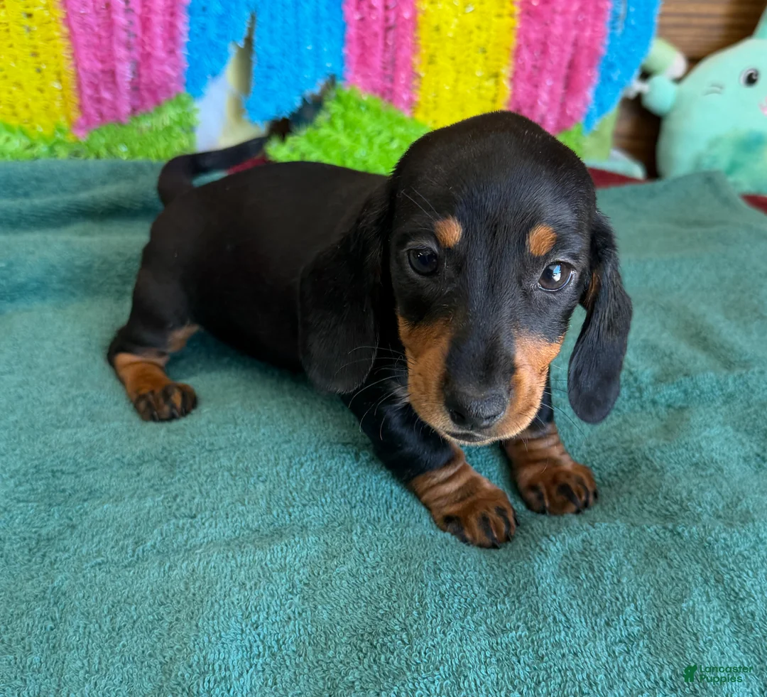 Miniature Dachshund dogs for sale: Olive - Ad 2