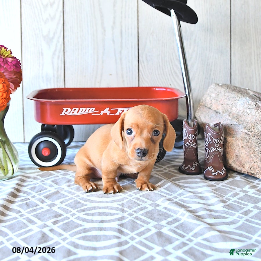 Miniature Dachshund dogs Ricky  - Ad 2