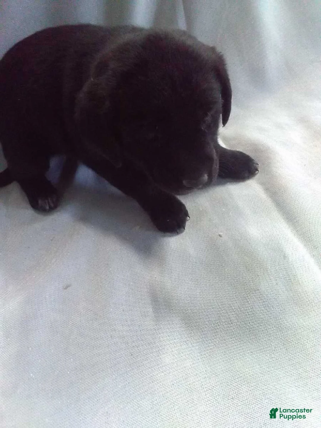 Mixed Breed dogs for sale: Mixed Breed Puppy 5 - Ad 3