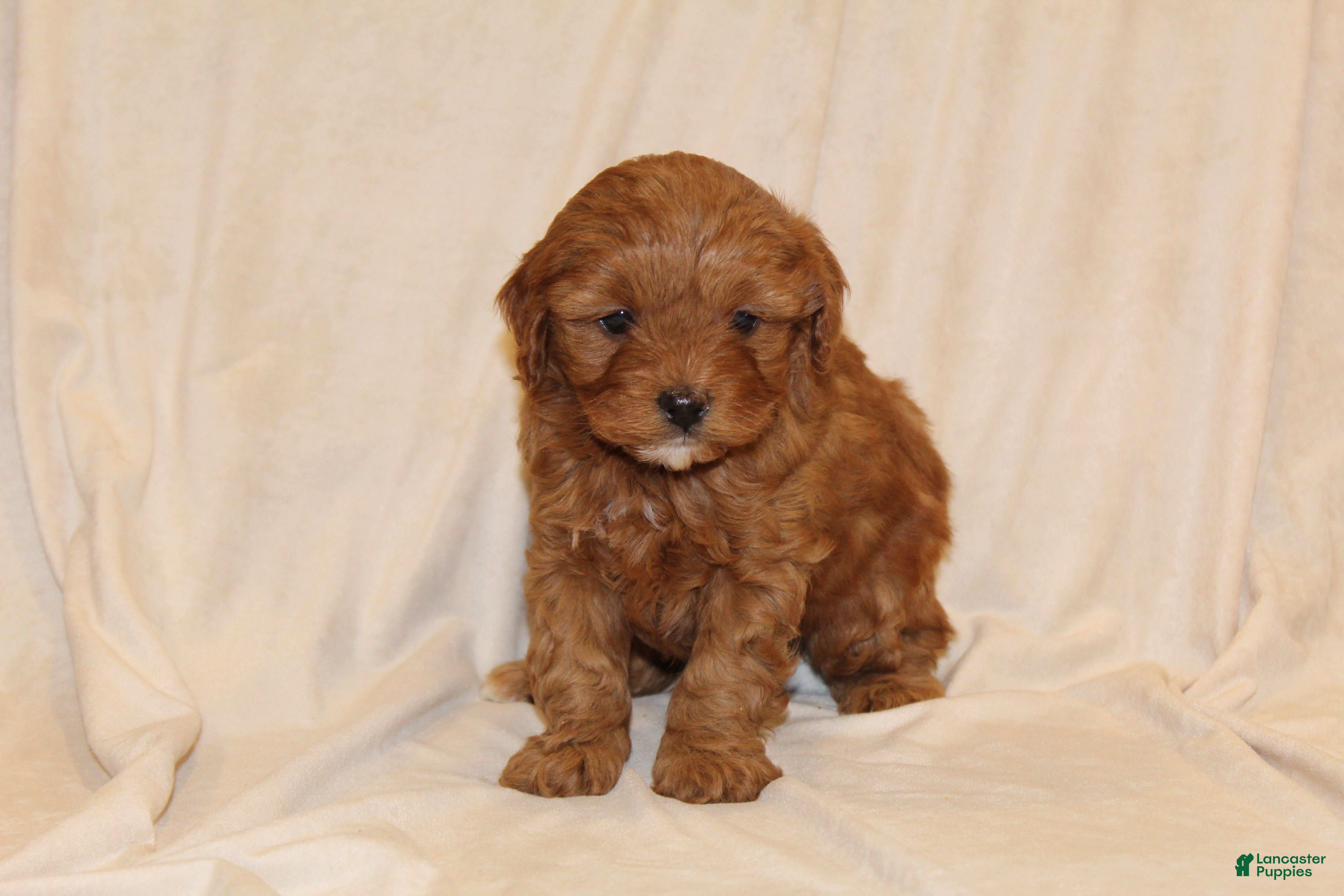 Cavapoo dogs Cinnamon - Ad 8