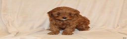 Cavapoo dogs for sale: Cinnamon - Ad 1