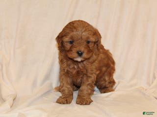 Cavapoo dogs Cinnamon - Ad 8