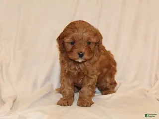 Cavapoo dogs Cinnamon - Ad 5