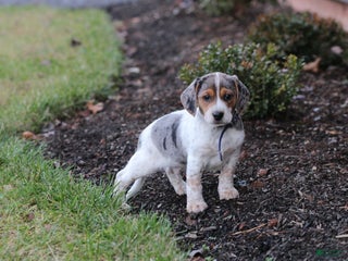 Mixed Breed dogs Max - Ad 29