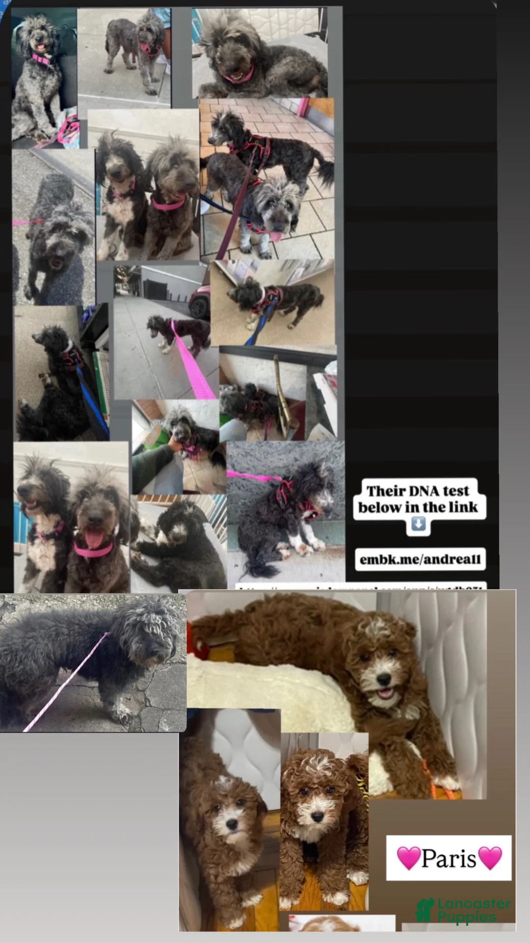 Aussiedoodle dogs for sale: Paris mini Goldendoodle And Two medium Aussiedoodles  - Ad 2