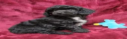 Miniature Poodle dogs for sale: Miniature Poodle black boy - Ad 9