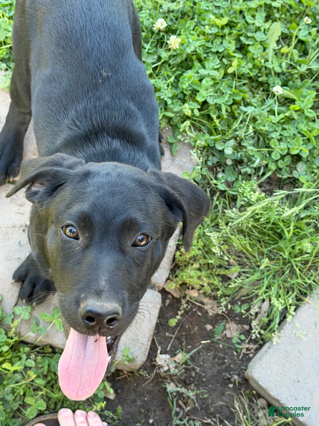 Labrador Retriever dogs for sale: Labrador Retriever Puppy 1 - Ad 2