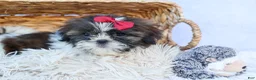 Shih Tzu dogs for sale: RACHEL - Ad 7