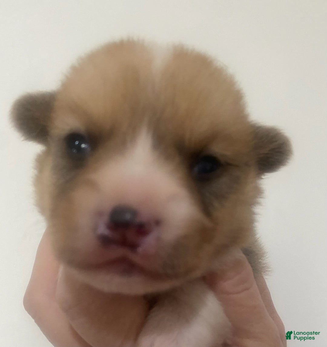 Welsh Corgi Pembroke dogs for sale: Buddy - Ad 1