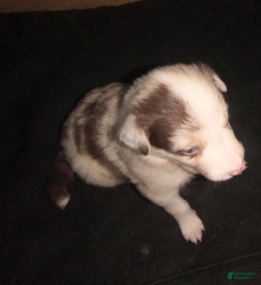 Border Collie dogs Border Collie 2 - Ad 9
